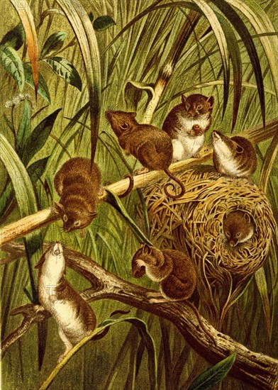 Harvest Mouse