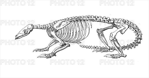 Pangolin Skeleton