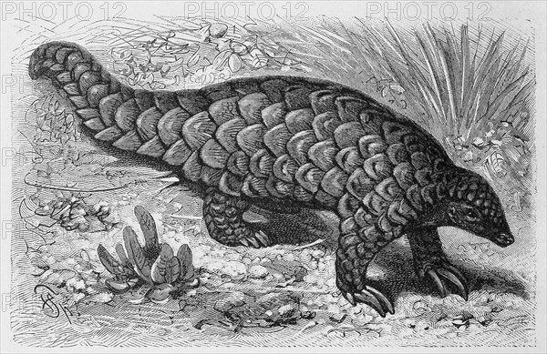 Pangolin