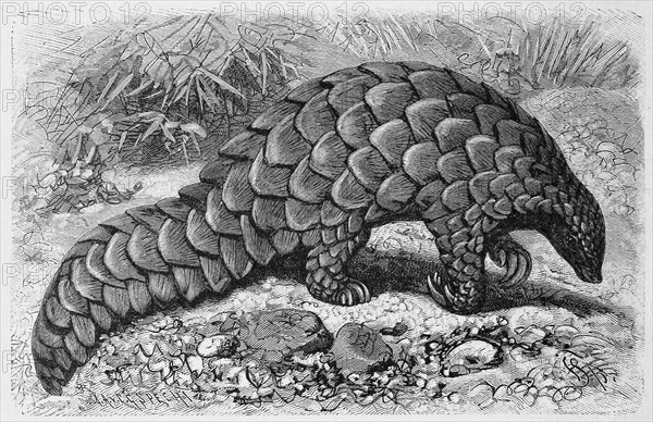 Steppe Pangolin