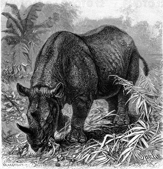 Black Rhino