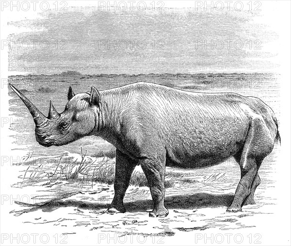 Deaf Rhino