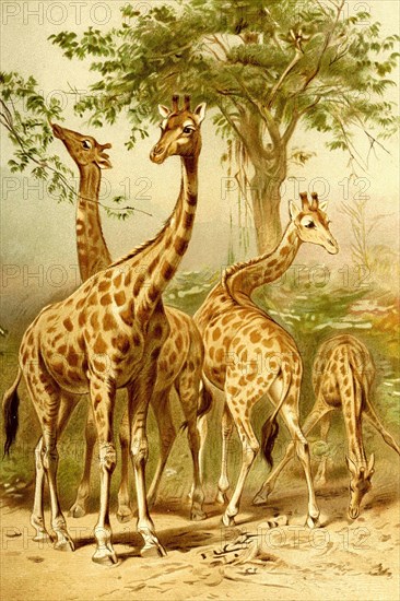 Giraffes