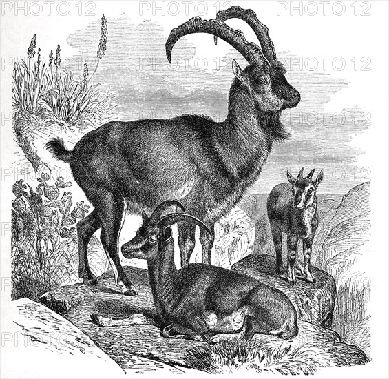 Wild Goat