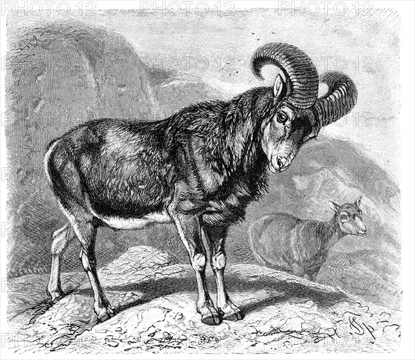 European Mouflon