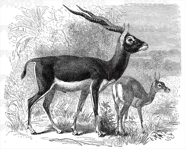 Blackbuck Antelope