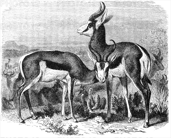 Springbok