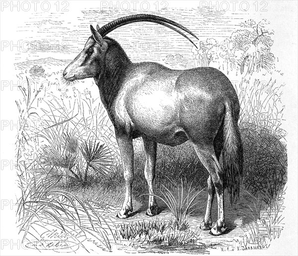 Sable Antelope