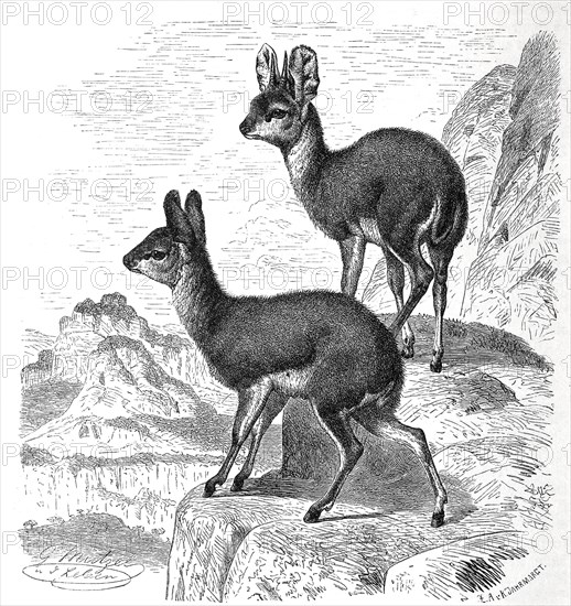 Klipspringer