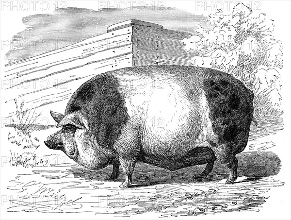 Harrisson Pig