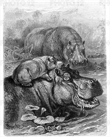 Hippopotamus