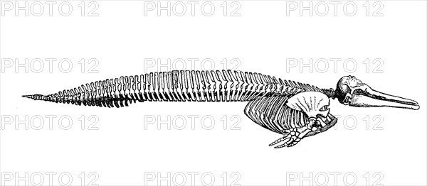 Skeleton Of Dolphin