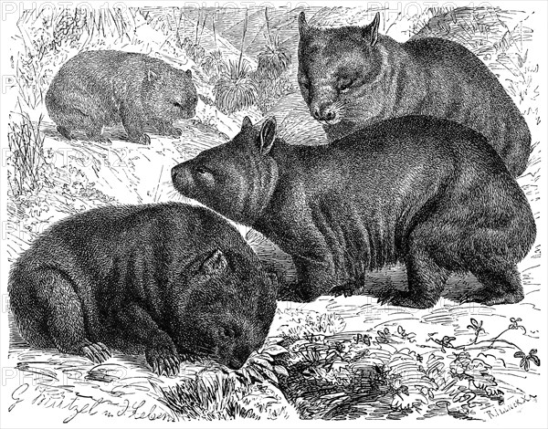 Tasmanian Wombat