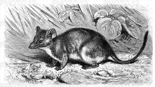 Yellow-Footed Pouched Mouse