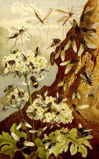 Insects