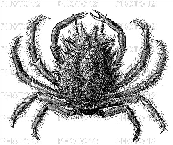 Big Sea Spider