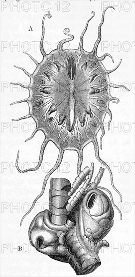 A. Myzostoma Gigas