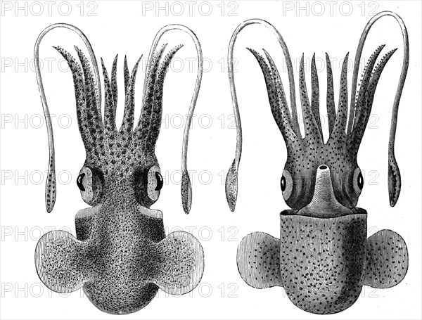 Sepiola Rondeletii From The Back