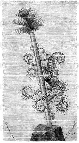 Mediterranean Crinoid