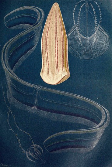 Ctenophores: 1. Beroe Forskalii