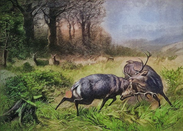 Fighting Stags In The Rut