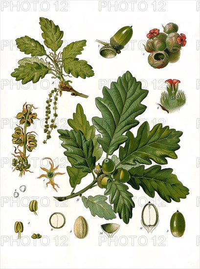 Medicinal Plant