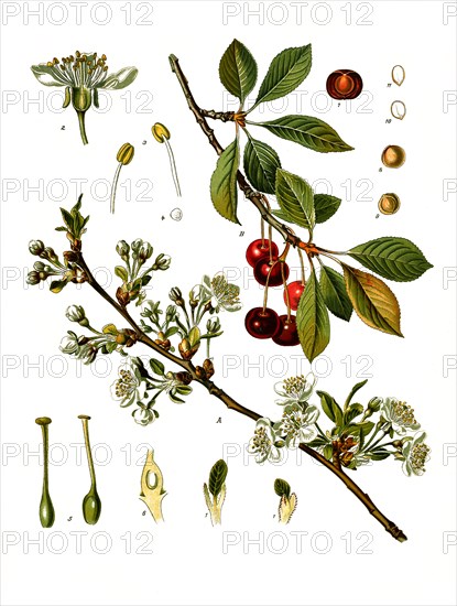 Medicinal Plant