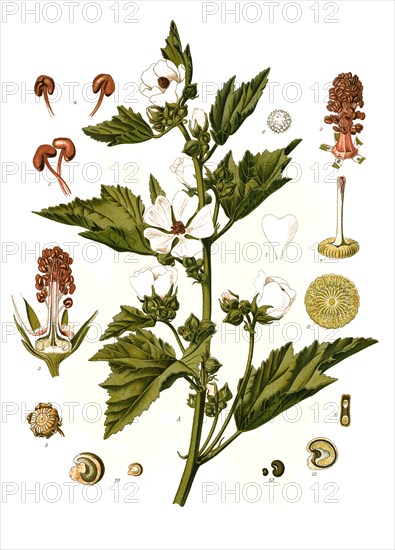 Medicinal Plant