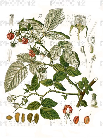 Medicinal Plant