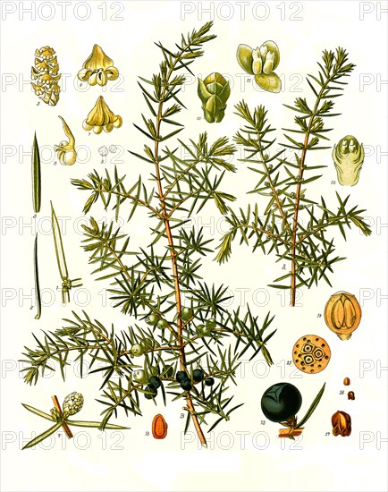 Medicinal Plant