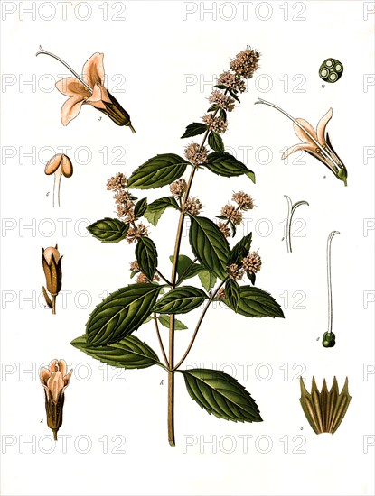 Medicinal Plant