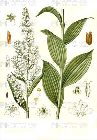 Medicinal Plant