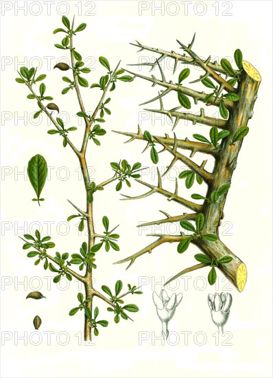 Medicinal Plant