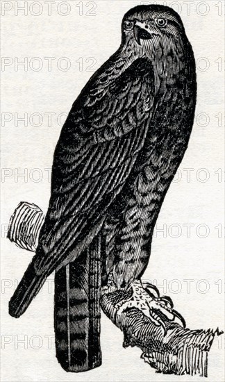 The American red-tailed buzzard (Buteo borealis) is commonly known as a hen-hawk. This black-and-white engraving dates to 1900.