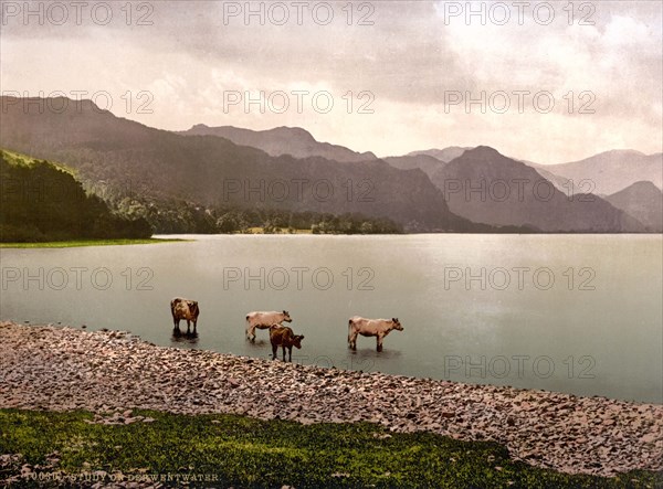 Cows at Derwentwater.