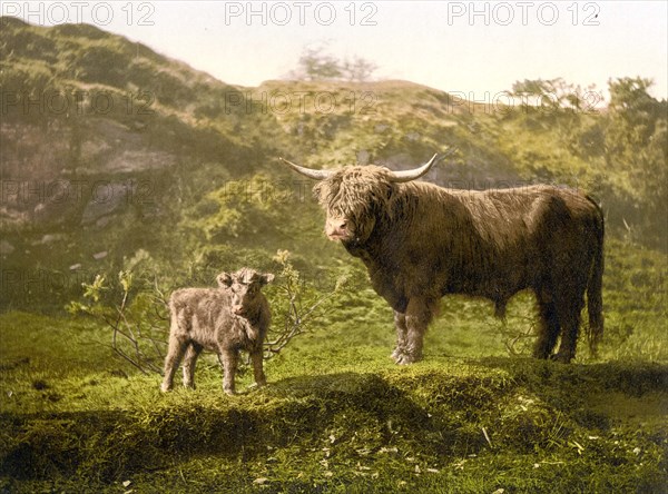 Highland cattle, calf and bull.