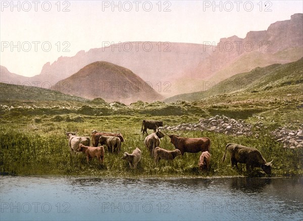 Cattle drinking water from a loch in Scotland.