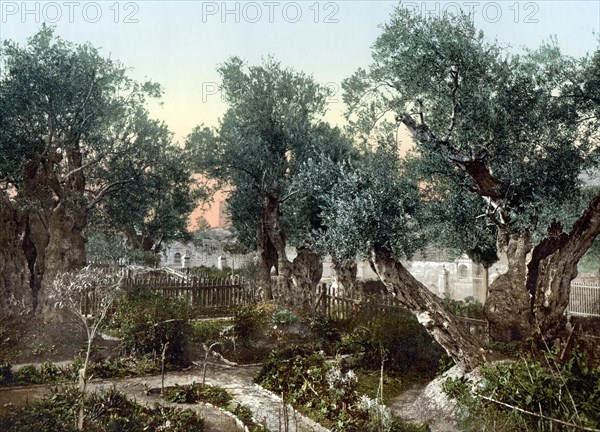 The Garden of Gethsemane.