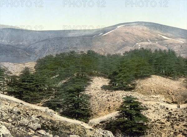 The cedars of Lebanon.