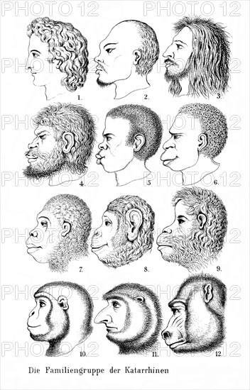 Ernst Haeckel, Natural History of Creation. Frontispiece, different heads. The Family Group of Katterhines, Catarrhines, Primates, Evolution, c. 1890, Historic, digitally restored reproduction from an original of the time..