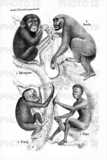 Ernst Haeckel, Anthropogeny. Gorilla and Tree of Life, the Evolution from Ape to Man, Historical, digitally restored reproduction from an original of the time..