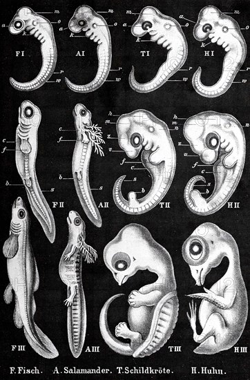 Ernst Haeckel, History of development, evolution, anthropogeny, comparative embryos of fish, salamanders, turtles and chickens, Historical, digitally restored reproduction from an original of the time..