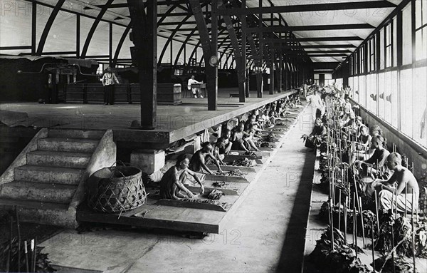 Indian workers sorting tobacco leaves under the supervision of Europeans in a fermentation shed in Sumatra, c. 1900, Historic, digitally restored reproduction from a 19th century original.