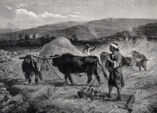 Agriculture, villagers threshing grain by trampling it with oxen, 1870, Syria, Historic, digitally restored reproduction from an original of the period.