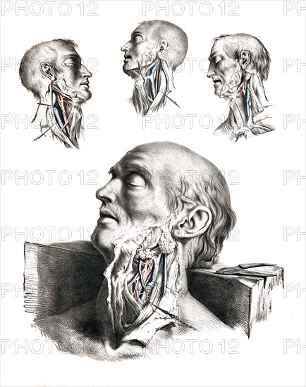 Human anatomy.