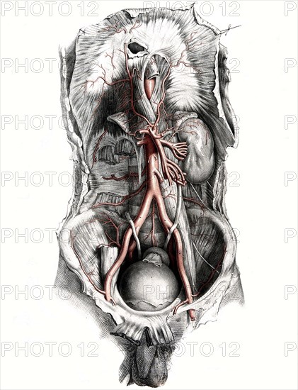 Human anatomy.