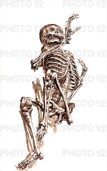 Human skeleton.