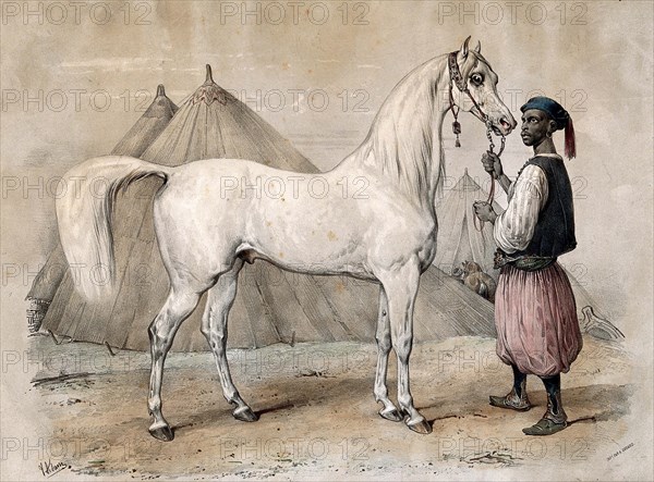 A servant in oriental dress holds a white Arabian horse by the reins, 1866, Historic, digitally restored reproduction of an original of that period.