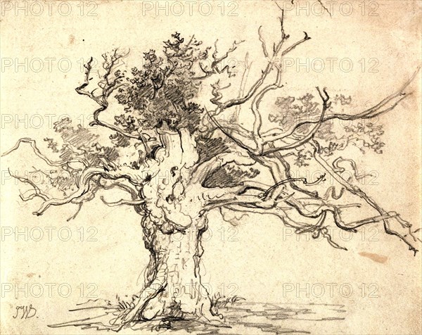 A stunted oak tree