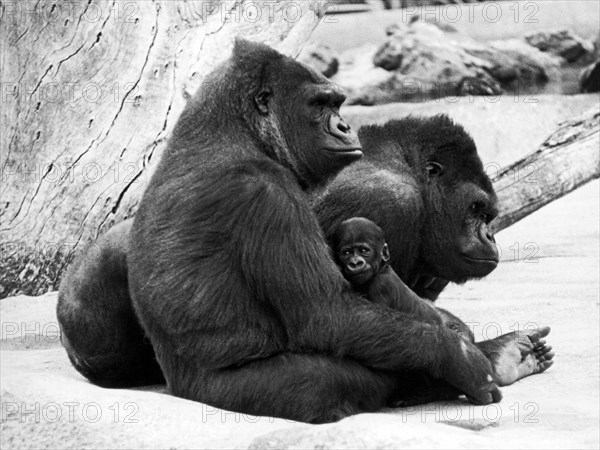 San Francisco Gorilla Family